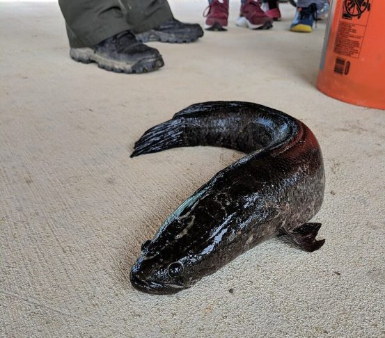 Para completar o kit bizarrice, esse peixe consegue viver bastante tempo fora da água, graças a uma adaptação especial nas suas brânquias, que permite que ele respire o ar diretamente.