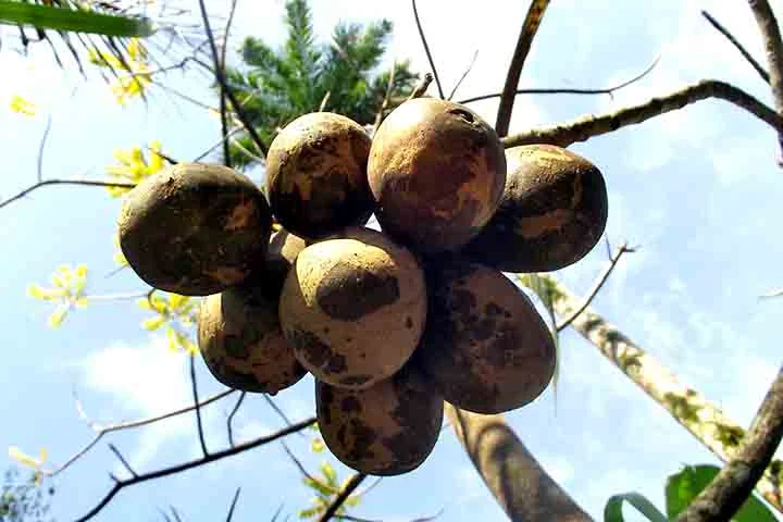 A produção de cajá-manga é essencialmente extrativista, com coletas diretamente de plantas existentes na natureza, em cultivos em fundo de quintais, em regiões de mata ou em áreas urbanas.