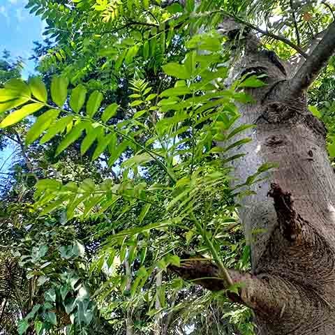As folhas são ricas em rutina, um importante flavonoide com grande atividade antioxidante, assim como a fruta é rica em fibras. Isso faz com que ela traga benefícios para a saúde intestinal e possa ajudar na sensação de saciedade.