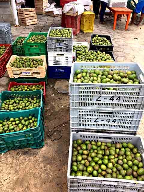 O cajá-manga começa a frutificar, em média, entre 3 e 5 anos após o plantio, dependendo das condições de cultivo e da qualidade da muda.
