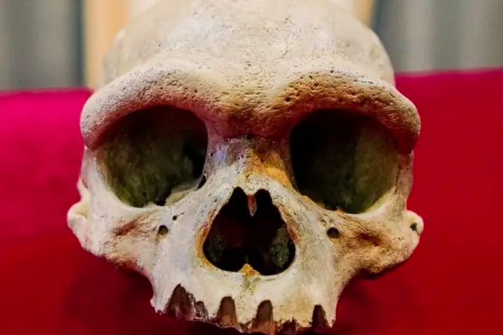 Segundo a análise de DNA mitocondrial e proteínas, o crânio é ligado aos denisovanos, que habitaram a Terra de 300 mil a 50 mil anos atrás.