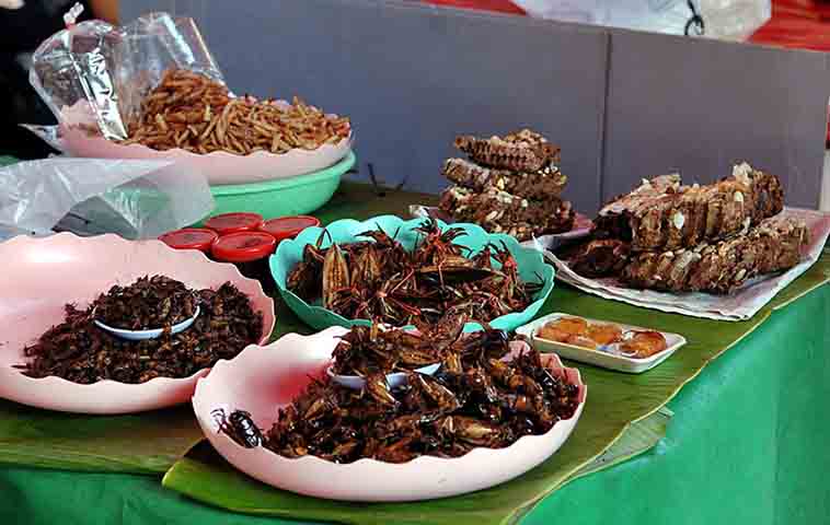 Culturalmente, esse inseto é considerado uma iguaria em alguns países asiáticos, como Tailândia e Vietnã, onde é frito e vendido em feiras livres