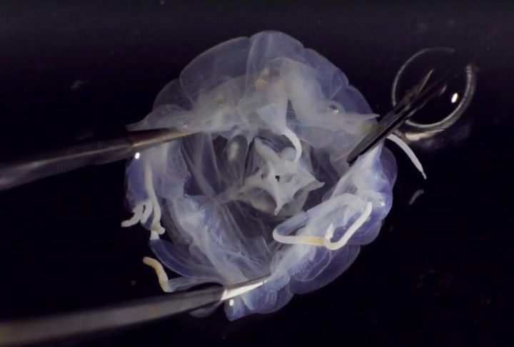 O achado foi resultado de um trabalho sistemático realizado ao longo de três anos em tanques de camarões de água salobra da região. 