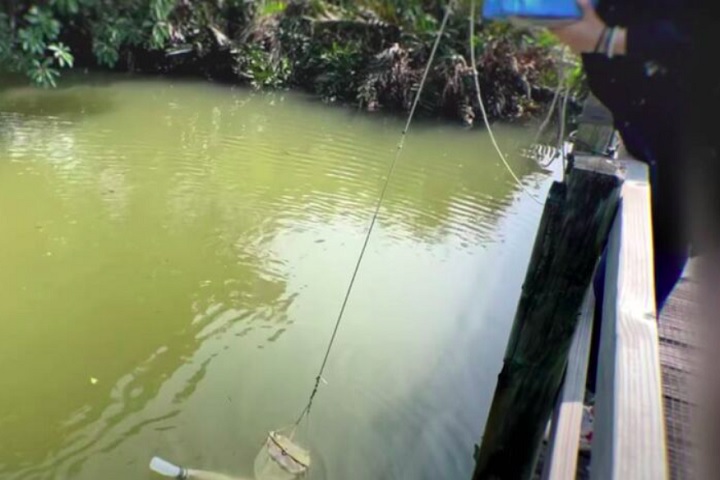 Apesar de Mai Po ser considerada uma área bastante investigada, o surgimento de uma espécie desconhecida nesse ambiente foi importante para manter as pesquisas constantes. 