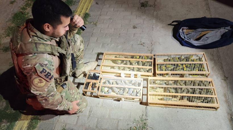 Crime ambiental foi flagrado no KM 82 da BR-020 por agentes durante fiscalização em rodovia nesta segunda-feira, 30