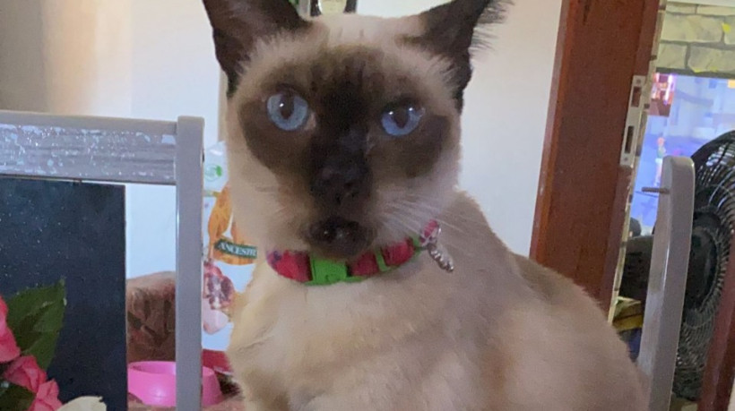 A Gata Safira tinha mais de 13 anos e morreu após o atropelamento 