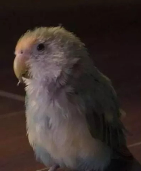 É que Pesseguinho parou de se alimentar, pois, depois que Melzinho morreu, ela vomitava quando tentava comer algo. Após tratamento, a passarinha agora toma suplementos para reforçar sua nutrição. 