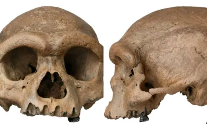 “Ainda há muito trabalho a fazer para entender exatamente quem foram os denisovanos e como eles se relacionam conosco e com outros hominídeos, disse Ryan McRae, paleoantropólogo do Museu Nacional de História Natural Smithsonian de Washington, DC.