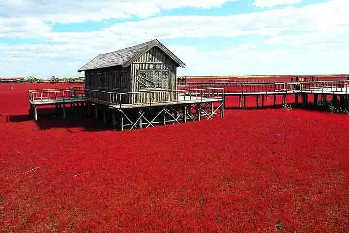 Na província de Liaoning, no nordeste da China, situa-se uma paisagem natural que chama a atenção por seu aspecto original e deslumbrante. Trata-se da Praia Vermelha.

