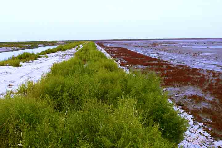 A Praia Vermelha localiza-se em uma das maiores áreas pantanosas do mundo, em um estuário - onde acontece o encontro da água doce de um rio com a salgada do mar.
