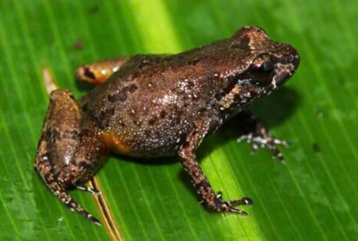 Uma curiosidade é que o sapo-fedorento (Aromobates nocturnus) permaneceu desconhecido pela ciência até ser identificado em 1991, na Venezuela. 