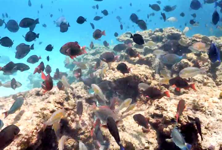 Os corais, organismos vivos essenciais para o ecossistema, estão morrendo em até 80% nas áreas rasas, causando desequilíbrio na vida marinha, impactando a pesca e o turismo. 