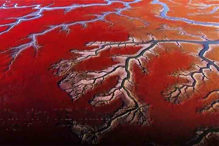 Imagens panorâmicas enchem os olhos e passam a impressão de um jardim rubro ladeado pelo mar e sob um céu de azul marcante. 
