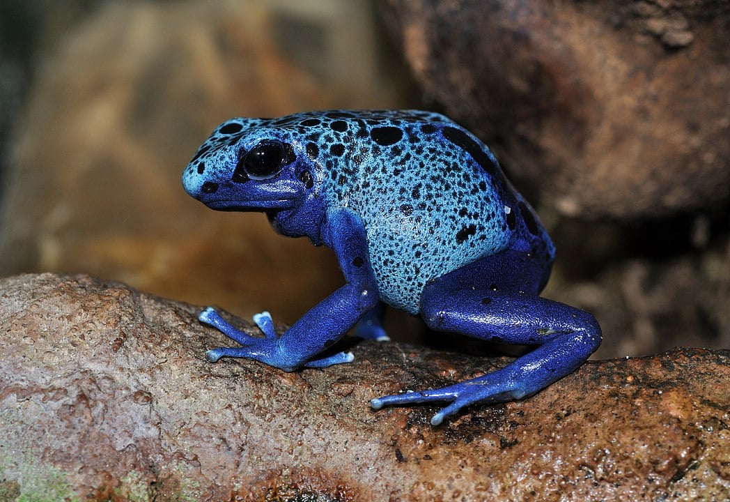 Sapo azul (Dendrobates tinctorius 'azureus') - Esse anfíbio tem uma coloração azul vibrante com manchas pretas. A cor serve de aviso para predadores de sua toxicidade. Mede entre 3,5 a 5 cm de comprimento. Sua pele secreta um veneno alcaloide que pode ser fatal para predadores. 
