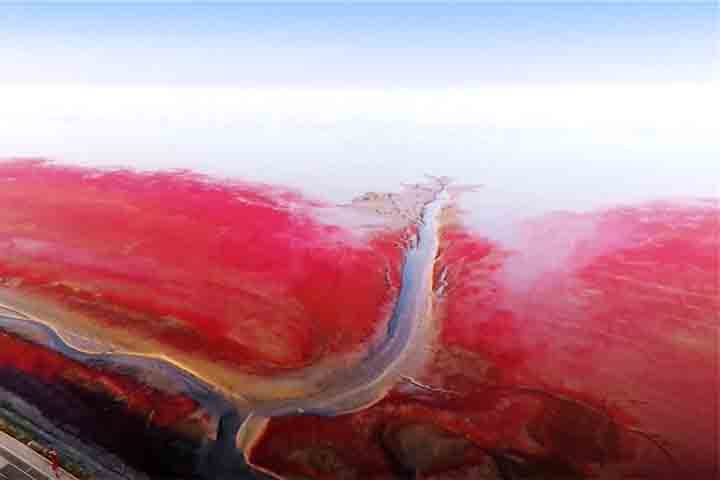 A Praia Vermelha é habitat de uma fauna bastante diversa. Ela faz parte de uma área de proteção ambiental da China, a Reserva Natural do Delta do Rio Shuangtaizi. 
