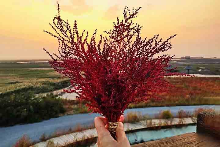 Nessa zona pantanosa há a presença de uma planta denominada Suaeda salsa. Entre os meses de setembro e outubro, ela se exibe com uma cor vermelha bastante intensa. 

