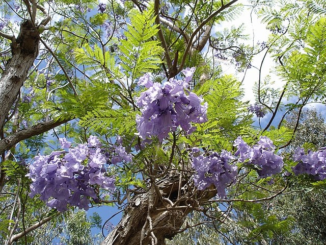 O jacarandá-mimoso (Jacaranda mimosifolia), uma árvore originária da América do Sul, especialmente da Argentina e Brasil, impressiona pela floração azul-arroxeada em grandes cachos. Além de seu uso ornamental devido à beleza das flores, o jacarandá é valorizado pela madeira resistente, amplamente utilizada na marcenaria
