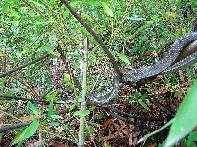 Serpente-rato Azul (Elaphe climacophora)
Uma cobra não venenosa encontrada no Japão. Apresenta uma coloração azul-esverdeada em algumas fases da vida.
