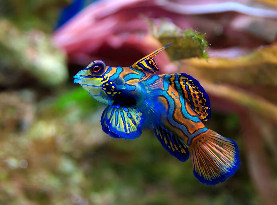 O mandarim-azul (Synchiropus splendidus), encontrado nos recifes de corais do Pacífico, é um peixe de cores brilhantes, incluindo tons de azul elétrico. É conhecido por seu comportamento recluso e por ser difícil de manter em aquários devido a sua dieta exigente.