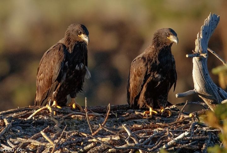 Águias-Carecas: Estas aves de rapina geralmente formam pares monogâmicos de longo prazo. Elas constroem e mantêm grandes ninhos em conjunto, retornando a eles ano após ano.