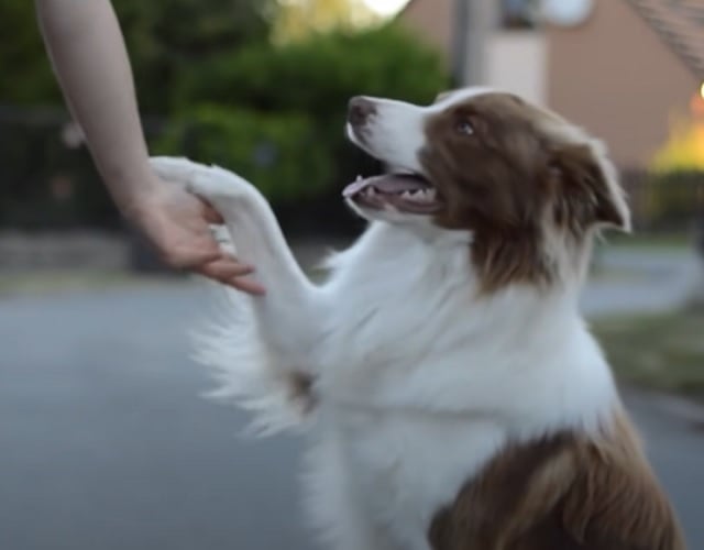 Border Collie - Extremamente focado e intuitivo, o Border Collie lidera o ranking de inteligência canina. Ele entende novos comandos quase instantaneamente e se destaca em pastoreio e competições.