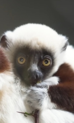 A espécie é uma das mais raras entre os primatas. Por isso, na ocasião, o perfil do zoológico nas redes sociais celebrou: Estes lêmures estão à beira da extinção, então é uma grande vitória para a conservação.