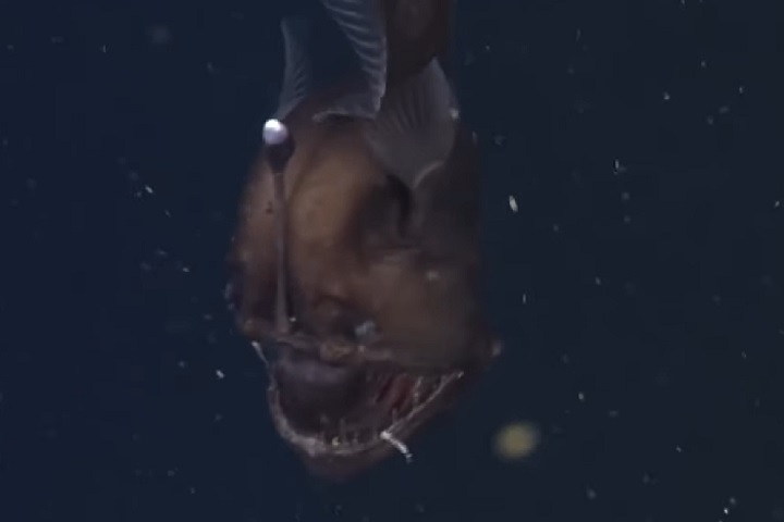 Peixe-diabo-negro (Melanocetus johnsonii): Este peixe é conhecido por sua aparência assustadora, com uma boca enorme cheia de dentes afiados e um corpo escuro e gelatinoso. Vive entre 1.000 e 4.000 metros de profundidade.