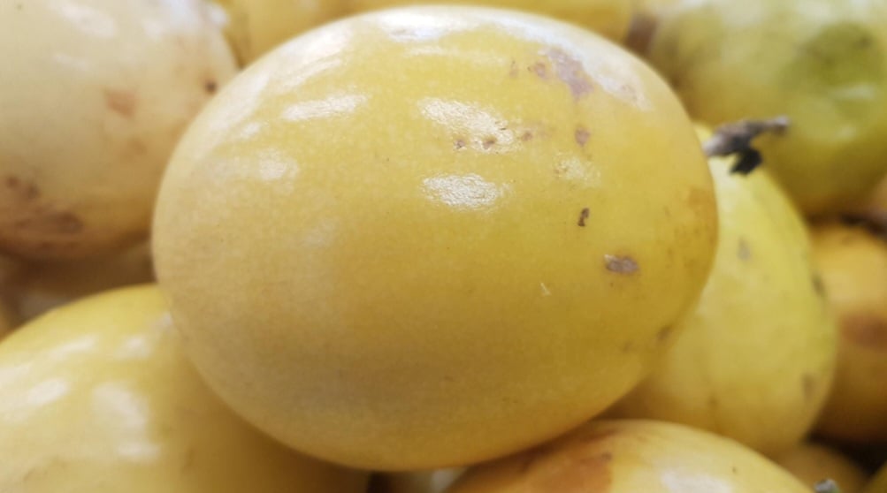 O maracujá é um fruto nativo da América Tropical, mais especificamente no Brasil, e também em países como Colômbia, Peru, Equador, Bolívia e Paraguai. No entanto, ele remonta a história dos povos indígenas, que foram os primeiros a consumi-lo e cultivá-lo.