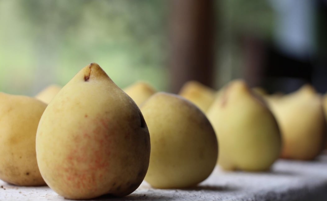 Originário da China, o pêssego possui uma polpa suculenta que envolve uma grande semente, como ocorre com a nectarina e a ameixa. É um fruto pouco calórico, que apresenta uma casca aveludada e um sabor único, presente de diversas formas na culinária e com inúmeros benefícios à saúde. 