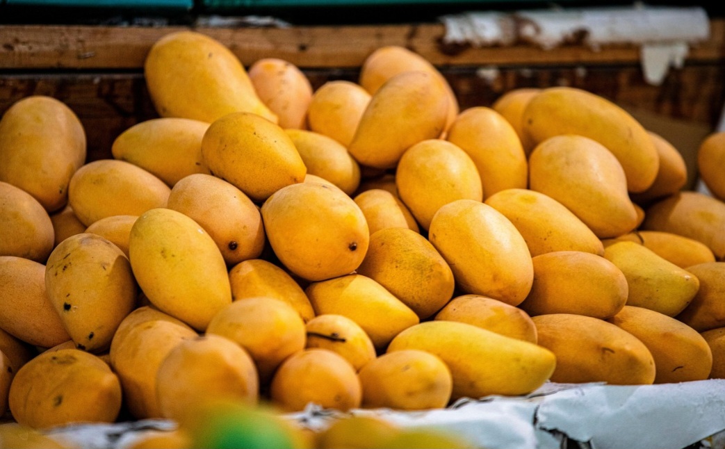 Fruta tropical e refrescante, a manga é considerada a rainha deste tipo de alimento na Índia e é, em algumas culturas, símbolo de prosperidade, boa sorte e amor. Com isso, ela pode trazer inúmeros benefícios à saúde e está presente na cultura, como no carnaval carioca.