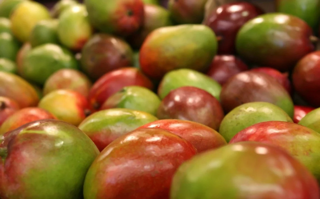 Assim, a manga possui raízes na Ásia, com seu cultivo na Índia há mais de cinco mil anos. Ela, então, se tornou uma fruta nacional em três países diferentes: Índia, Paquistão e Filipinas. 