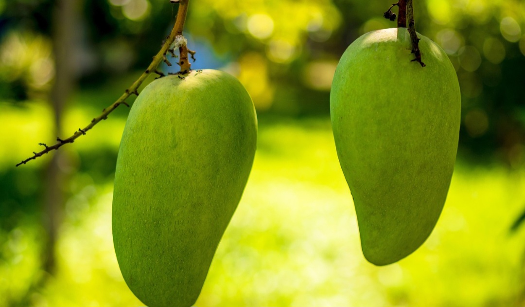 Além disso, os portugueses trouxeram a manga para o Brasil no século XVI, plantando-a inicialmente no Rio de Janeiro e depois a espalhando por todo o país.