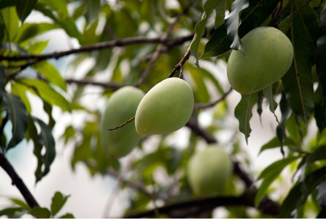 Em algumas culturas, a manga é associada à fertilidade, amor e prazer. Nesse sentido, é uma fruta muito popular no Brasil, com produção relevante e diversos usos na culinária.

