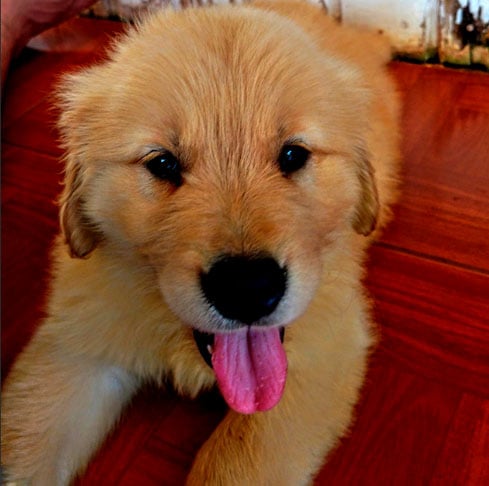 Golden Retriever - Gentil e cooperativo, o Golden aprende com facilidade e gosta de agradar. Sua inteligência aparece no trabalho como cão terapeuta e de resgate, onde age com sensibilidade.