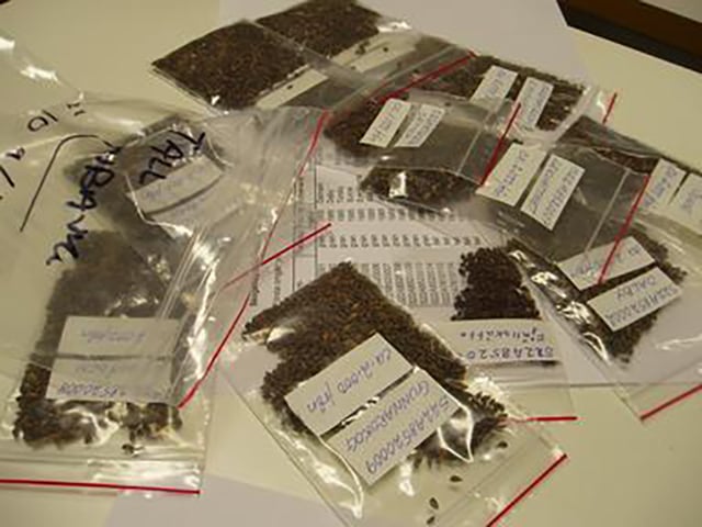 Elas chegam do mundo inteiro em sacos com centenas da mesma espécie, especificadas com a identificação de tipo e origem. 