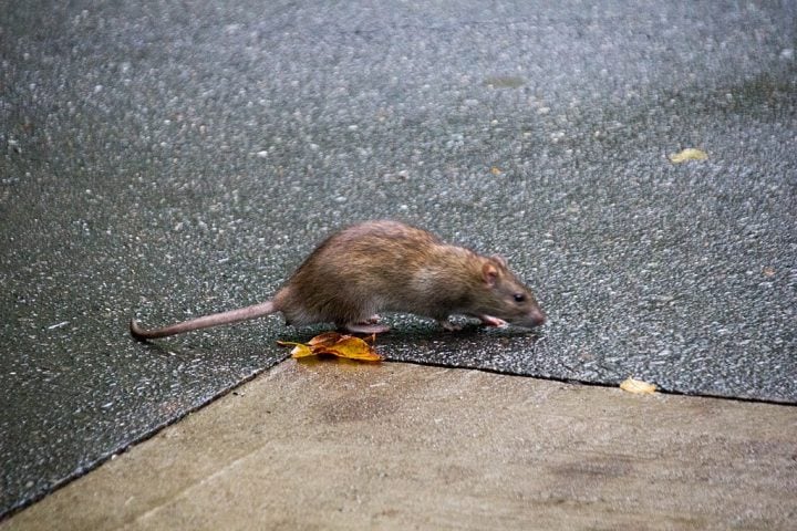 Shaun Abreu reforçou que a meta não é eliminar os ratos totalmente, mas conviver de forma mais equilibrada, evitando a superpopulação e melhorando a higiene urbana.