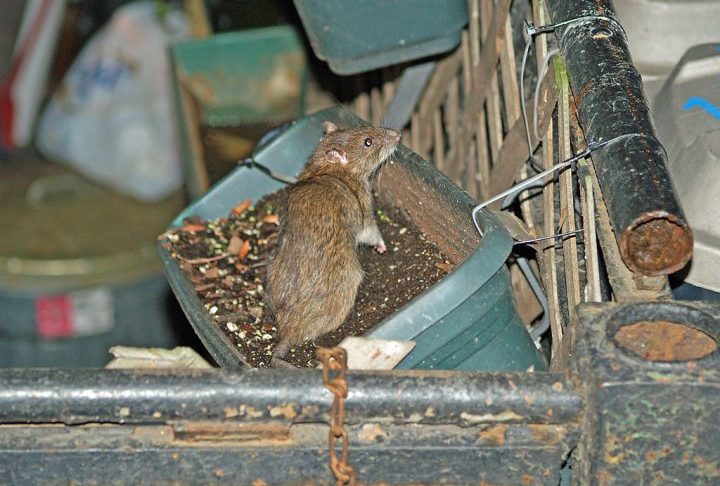 A proposta contou com o apoio de grupos de proteção aos animais, já que não causará sofrimento aos roedores. 