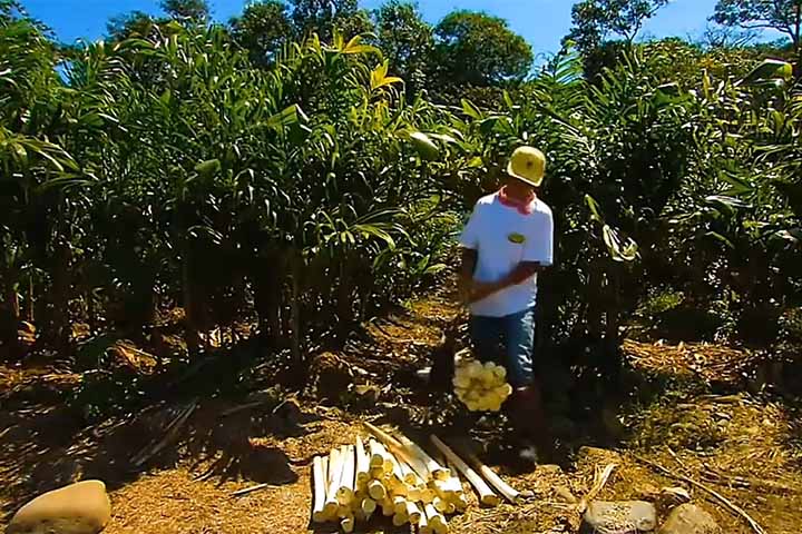 Originário da América do Sul, o Brasil se destaca por ser um de seus principais produtores de palmito, de acordo com a Embrapa (Empresa Brasileira de Pesquisa Agropecuária). 