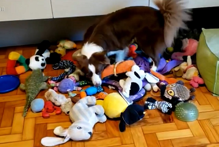 Essa capacidade vai além do adestramento convencional, pois ela também consegue ir atrás de brinquedos em outros cômodos se os donos pedirem pelo nome.