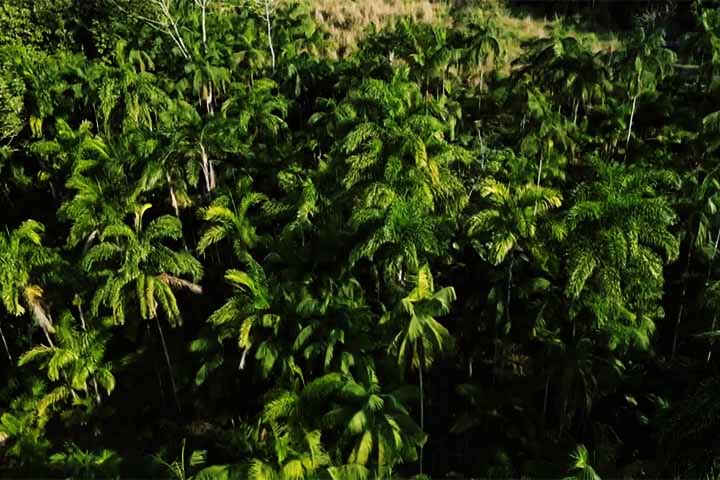 Com isso, na pupunha, o corte pode ser feito a partir de 18 meses e com vários ao longo do ano. As outras espécies apresentam uma característica diferente, com um corte a partir de três a quatro anos do plantio.