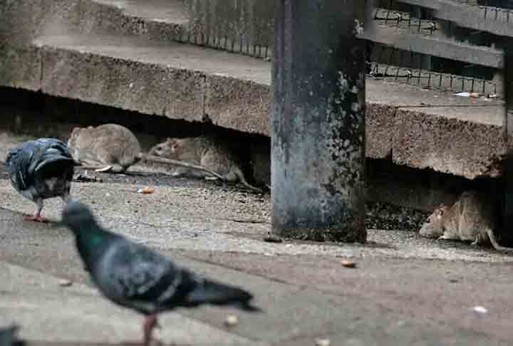 Os ratos estão ligados à cidade de Nova York, tanto na realidade quanto na nossa história. Eles são meio monstrinhos, mas também meio fofos, disse ela em entrevista à imprensa americana.