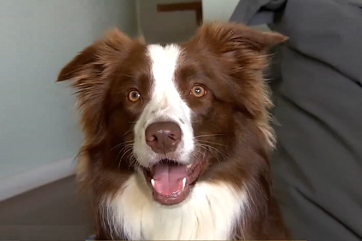 A border collie foi adotada por Isabella e Raphael em São Paulo, e demonstrou desde filhote uma grande facilidade para aprender. 