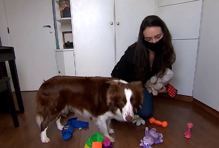 Os tutores realizaram testes caseiros, nos quais Gaia impressionou ao identificar corretamente cerca de 20 brinquedos, mesmo sem treinamento específico.