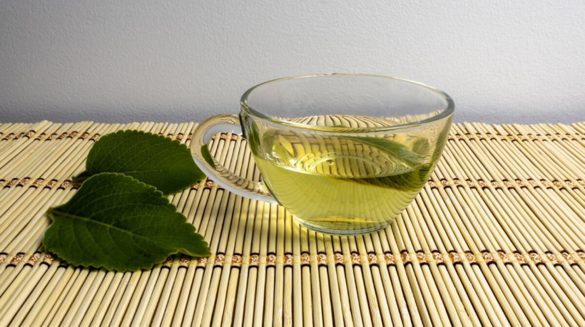 O boldo é uma planta versátil e oferece diversos benefícios para a saúde (Imagem: Studio Neeby | Shutterstock)