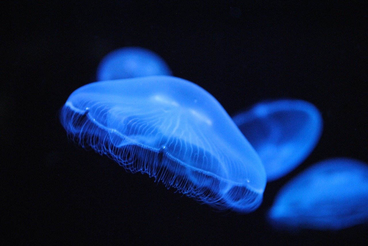 Uma curiosidade é que existem águas-vivas que brilham na escuridão. Elas possuem órgãos bioluminescentes que provocam esse efeito. Mas nem todas são assim.