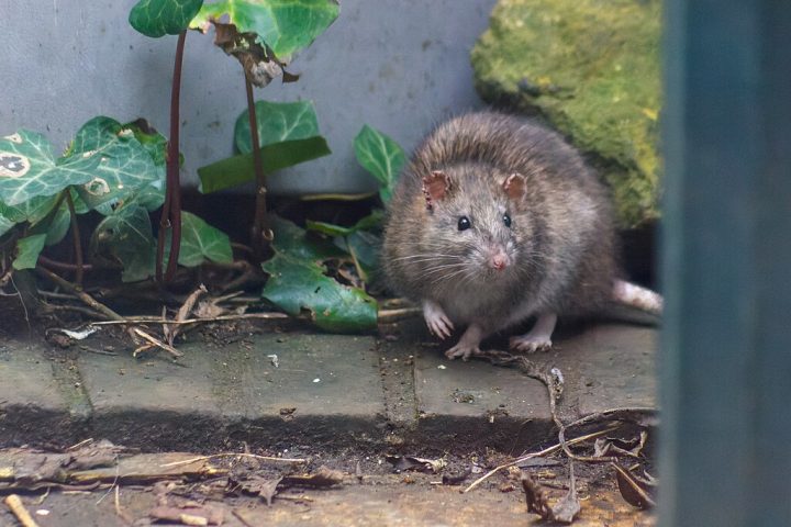 Durante o passeio, a guia ensina sobre os hábitos dos ratos e explica a origem da chegada do rato-da-Noruega (que, na verdade, veio da Ásia).