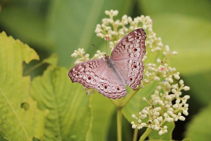 BORBOLETA - As borboletas apreciam uma boa cerveja. Segundo biólogos, os machos bebem para aumentar os espermatóforos -  cápsulas gelatinosas que não só transportam os espermatozoides, mas também  contêm substâncias que ajudam a nutrir os ovos após a fertilização