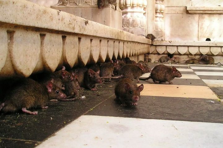 A infestação por ratos ganhou os noticiários principalmente por ser em uma cidade que é uma das capitais mundiais do turismo e que acaba tendo a imagem arranhada diante das ratazanas que passam pelos pés dos visitantes. 