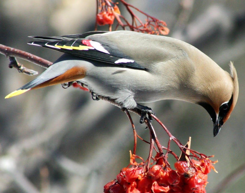 AVE-PICOTEIRO - Adora se empanturrar de frutas silvestres. Bêbada, a ave perde os reflexos tornando-se presa mais fácil de predadores. E corre o risco de bater em janelas ao voar sem controle por causa da embriaguez