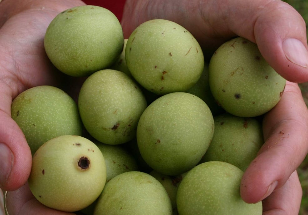 ELEFANTE - Na África há muitos relatos se elefantes bêbados por causa da marula, fruta típica usada na produção de licor.  